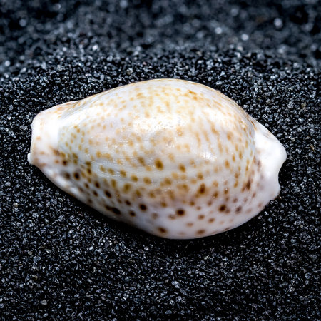 Close-up of Cypraea annulus sea shell on a black sand background