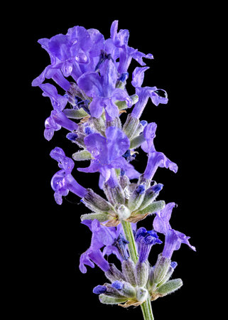 Beautiful Blooming lavender flower on a black background. Flower head close-up.の写真素材
