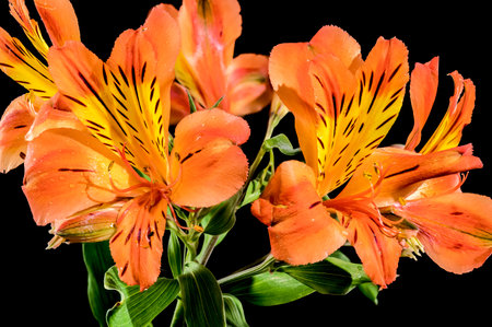 Beautiful Blooming orange Alstroemeria saturne flower on a black background. Flower heads close-up.の写真素材