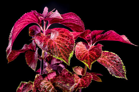 Beautiful Blooming Coleus Chocolate Covered Cherry isolated on a black background. Flower head close-up.の写真素材