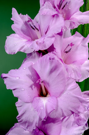 Beautiful Blooming pink gladiolus on a green background. Flower head close-up.の写真素材