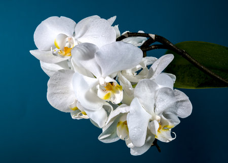 Beautiful Blooming white orchid flower on a blue background. Flower head close-up.の写真素材