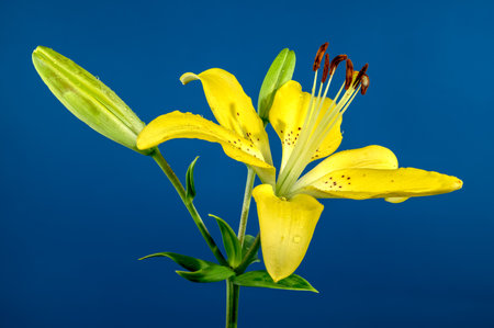 Beautiful Blooming yellow lily flower on a blue background. Flower head close-up.の写真素材