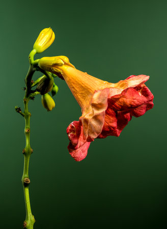Beautiful Blooming orange Bignonia capreolata or campsis on a green background. Flower head...