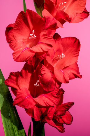 Beautiful Blooming red gladiolus Oscar on a pink background. Flower head close-up.の写真素材
