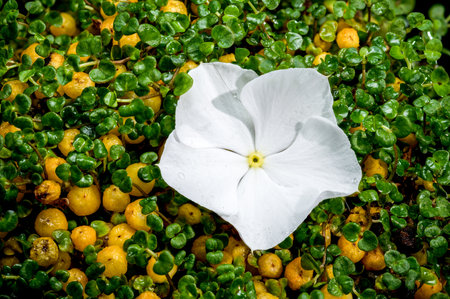 Beautiful Blooming yellow nertera on a black background. Flower head close-up.の写真素材