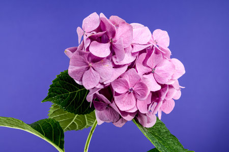 Beautiful Blooming Pink hydrangea early rose on a blue background. Flower head close-up.の写真素材