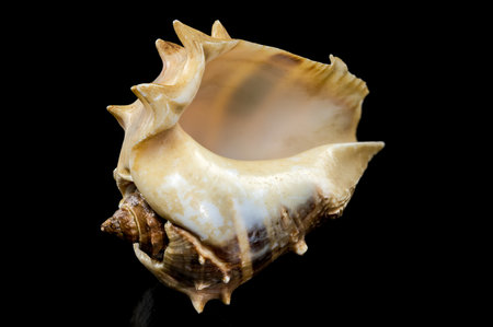Close-up of Melongena bispinosa sea shell on a black background