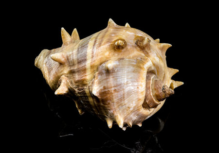 Close-up of Melongena bispinosa sea shell on a black background