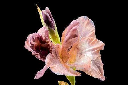 Beautiful Blooming gladiolus chocolate isolated on a black background. Flower head close-up.の写真素材