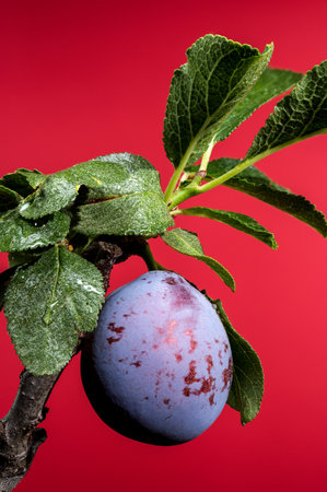 Beautiful plum branch with fruits on a red background. Flower head close-up.の写真素材
