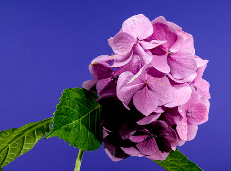Beautiful Blooming Pink hydrangea early rose on a blue background. Flower head close-up.