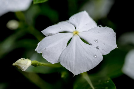 Beautiful Blooming white Catharanthus SunStorm Pure White on a black background. Flower head close-up.の写真素材