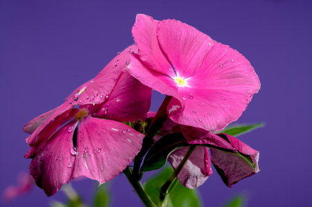 Beautiful Blooming pink Catharanthus roseus on a purple background. Flower head close-up.
