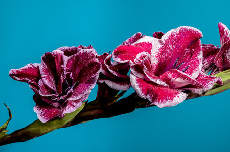 Beautiful Blooming red Gladiolus Jiri Vaclavik on a blue background. Flower head close-up.の写真素材