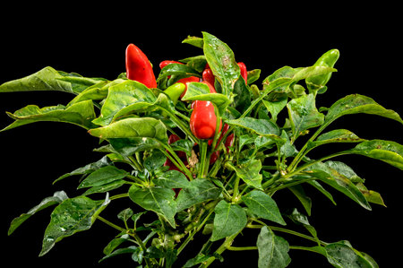 Beautiful Red Chili Peppers isolated on a black background. Flower head close-up.の写真素材