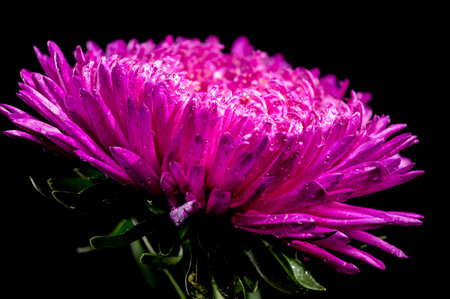 Blooming pink aster Lady Coral isolated on a black background. Flower head close-upの写真素材