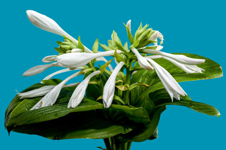 Beautiful Blooming white hosta or plantain lily flower on a blue background. Flower heads close-up.の写真素材
