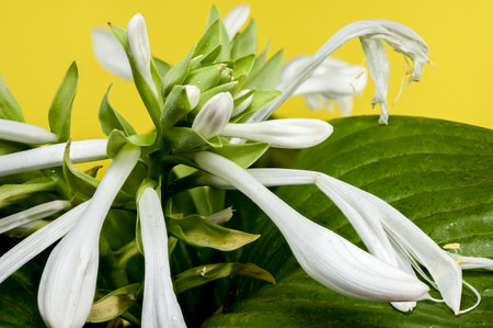 Beautiful Blooming white hosta or plantain lily flower on a yellow background. Flower heads close-up.の写真素材