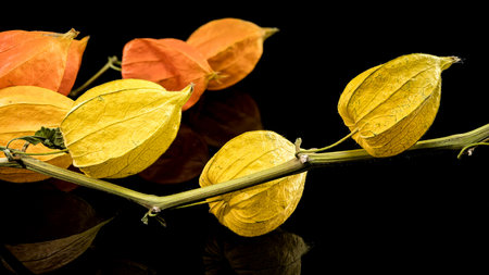 Physalis on a black background. Flower head close-upの写真素材