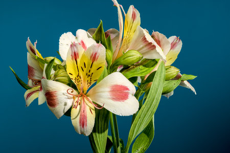 Beautiful Blooming white-pink Alstroemeria Rebecca flower on a blue background. Flower heads close-up.の写真素材