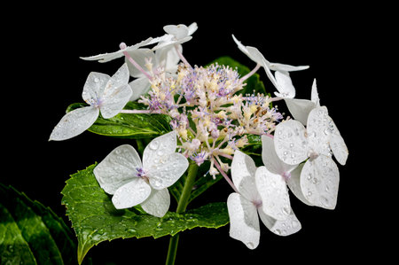 Beautiful Blooming white hydrangea lanarth white isolated on a black background. Flower head...