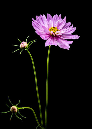 Beautiful Blooming pink Cosmos flower isolated on a black background. Flower heads close-up.の写真素材
