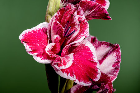Beautiful Blooming red Gladiolus on a green background. Flower head close-up.の写真素材