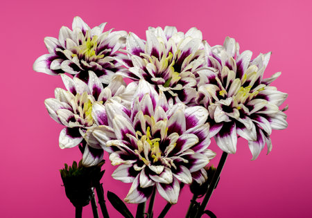 Beautiful blooming Dahlia Rebecca World on a pink background. Flower head close-upの写真素材