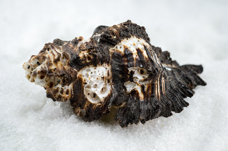 A beautiful Murex shell with a striking pattern of white and brown, resting on a bed of white sand