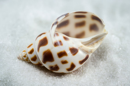 A beautiful Leopard Volute shell with a striking pattern of brown and white, resting on a bed of white sandの写真素材