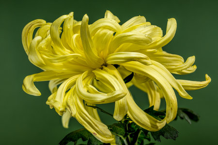 Close-up of a blooming Vienna yellow chrysanthemum flower on a green background.の写真素材