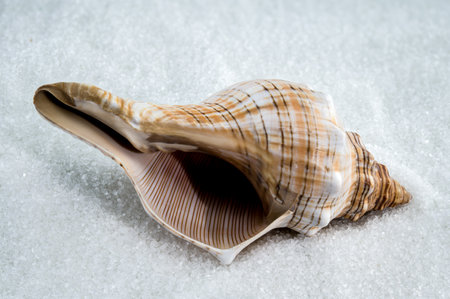 A close-up image of a trapezium fascilarium seashell resting on fine white sand. The shell's spiky, textured surface and warm brown and cream hues stand out, evoking a natural marine beautyの写真素材