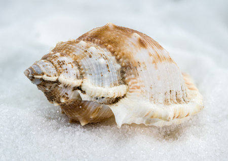 A close-up image of a Bursa Spinosa seashell. The shell's spiky, textured surface and warm brown and cream hues stand out, evoking a natural marine beautyの写真素材