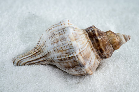 A close-up image of a trapezium fascilarium seashell resting on fine white sand. The shell's spiky, textured surface and warm brown and cream hues stand out, evoking a natural marine beautyの写真素材