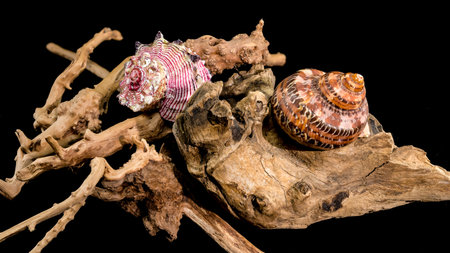 A striking composition of two colorful seashells Tiger Cowrie, Strawberry Conch resting on textured...
