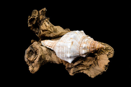 A beautiful conch shell Trapezium fascilarium resting on a piece of weathered driftwood, isolated...