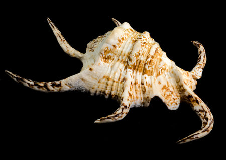 A stunning pink-hued spider conch shell with elongated, curved spines displayed against a black...