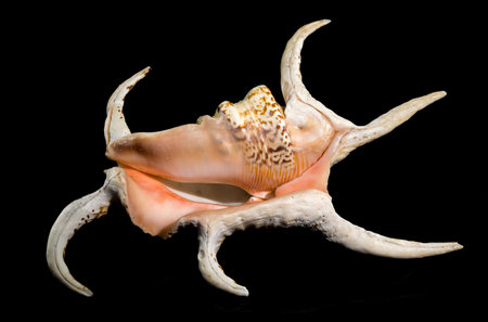 A stunning pink-hued spider conch shell with elongated, curved spines displayed against a black background, showing its unique structure and intricate detailsの写真素材