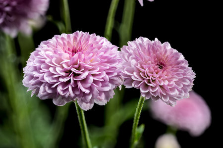 A cluster of delicate, pale pink chrysanthemums with fluffy petals, captured against a dark...