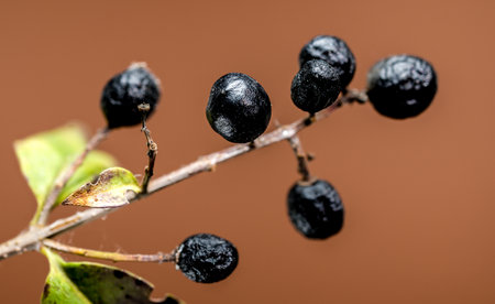 A cluster of dark, almost black Common privet berries glistens with dew on a thin branch. The berries are contrasted against a brown background, highlighting their rich color and the intricate detailsの写真素材