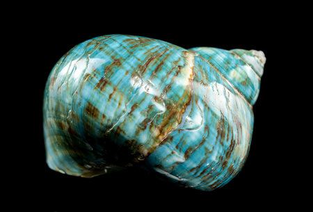 A vibrant turquoise nautilus shell with swirling brown and white patterns against a black background, highlighting its glossy texture and unique designの写真素材