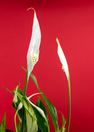 Close-up of a peace lily plant with lush green leaves and emerging white spathes, set against a rich red background.の写真素材