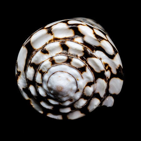 A striking close-up of the Conus marmoreus shell, showing its intricate black-and-white marbled pattern on a smooth surface, isolated against a sleek black backgroundの写真素材