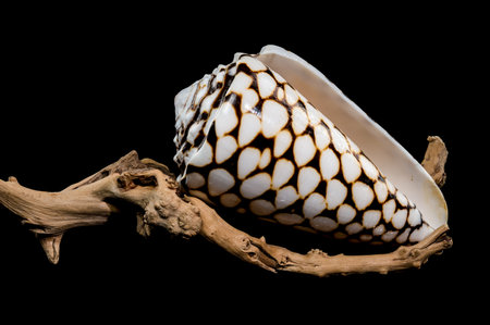 A detailed close-up of a Conus marmoreus shell, known for its marbled black-and-white pattern,...