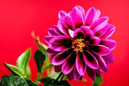 Beautiful blooming pink Dahlia on a red background. Flower head close-upの写真素材