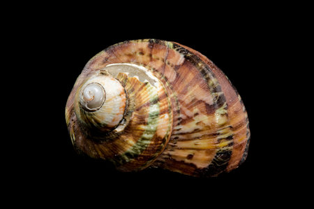 A beautifully patterned Turbo petholatus marine shell, featuring rich earthy tones and a glossy...