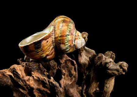 A vibrant Turbo petholatus shell displayed atop a rugged piece of driftwood, against a black...