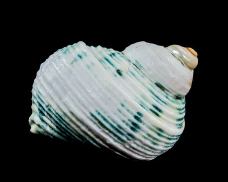A striking close-up of a Turbo imperialis shell featuring green stripes and ridged texture. Its...