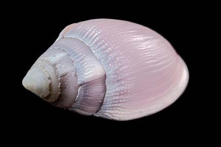 A detailed close-up of Olivancillaria orbignyi, a marine gastropod shell with a smooth pink surface, gentle ridges, and glossy finish, beautifully displayed against a black backgroundの写真素材
